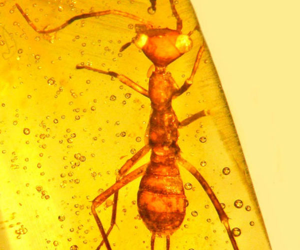 ‘Alien-looking’ insect found trapped in amber