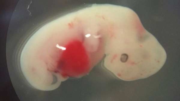 Human-pig ‘chimera embryos’ detailed