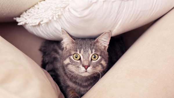 Pet cats exposed to high levels of harmful chemicals at home: Study