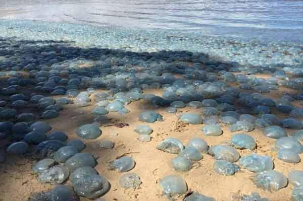 Jellyfish wash up ‘like wallpaper’ on beach
