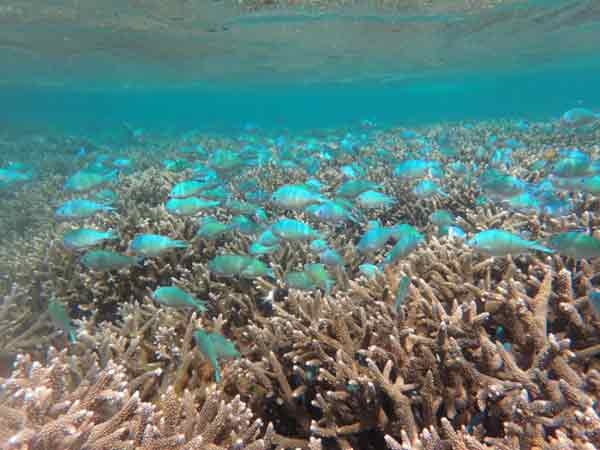 Marine ecosystems show resilience to climate disturbance