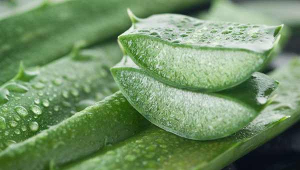 6 amazing benefits of aloe vera for hair, skin and weight-loss