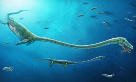 First live birth in dinosaur relative