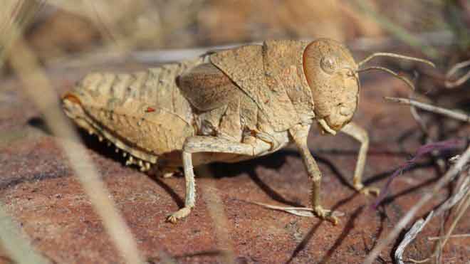 Sound of crickets ‘could be lost’