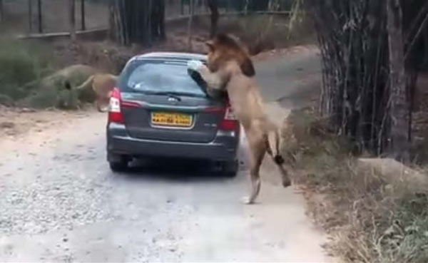When a lion got up close and personal with car full of tourists