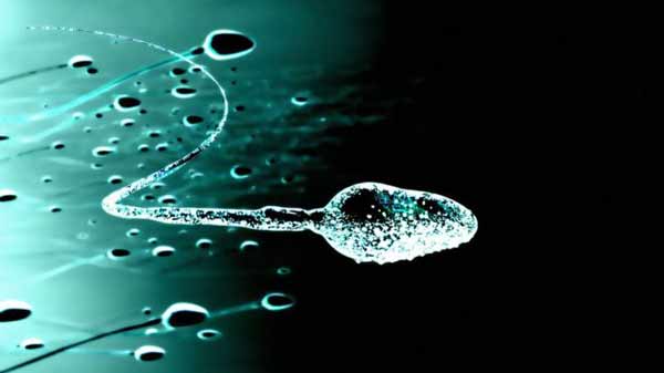 Male contraceptive gel passes monkey test