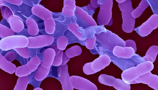 WHO lists ‘most threatening’ superbugs