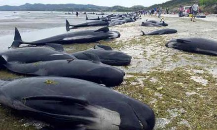 New Zealand whales refloat and return to sea