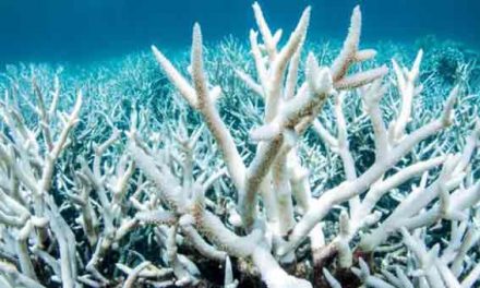 Urgent warning on Great Barrier Reef