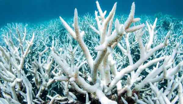 Urgent warning on Great Barrier Reef