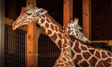 Nosy internet can’t wait for April the giraffe to give birth