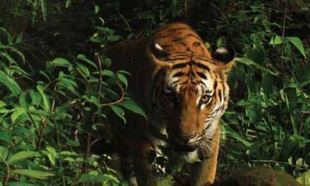 ‘Miraculous’ discovery of rare tigers