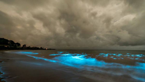 ‘Sea sparkle’ makes Australian beach glow