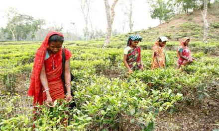 Clean water finally flows to transform lives of tea pickers in Bangladesh