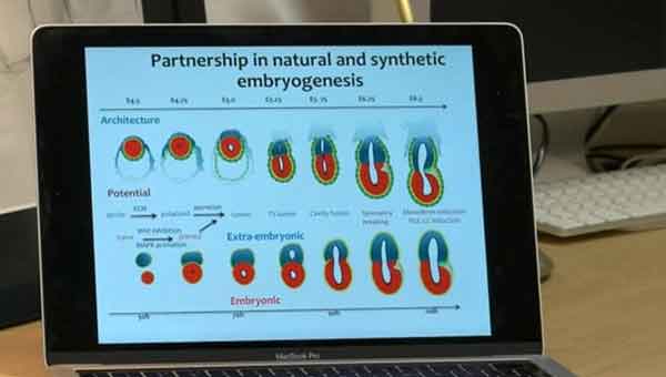 Artificial ’embryos’ created in the lab