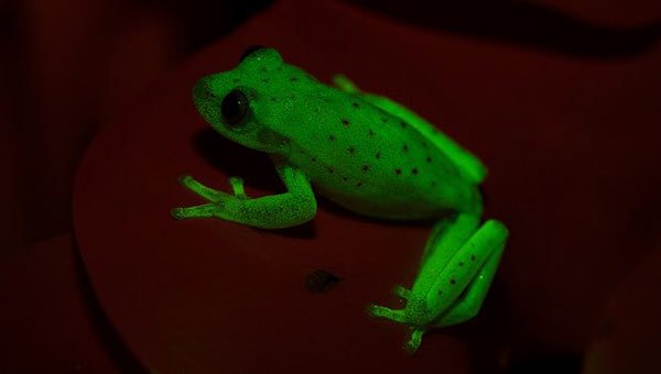 World’s first fluorescent frog discovered in US