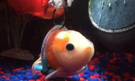 Man makes ‘wheelchair’ for disabled goldfish