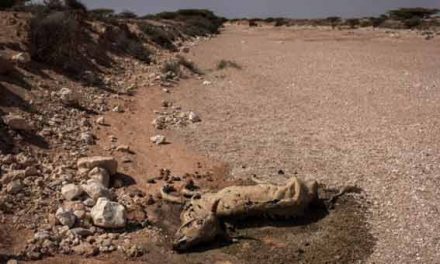 Somalia: 110 dead from hunger in last 48 hours of drought