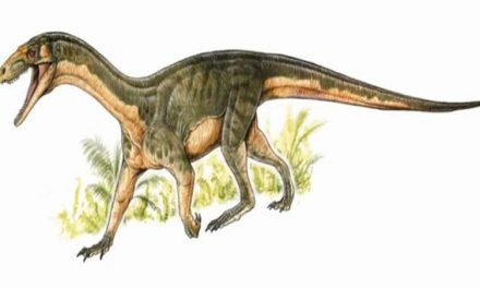 Early dinosaur relative walked like a crocodiles