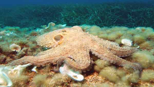 Octopuses and squids can rewrite their RNA. Is that why they’re so smart?