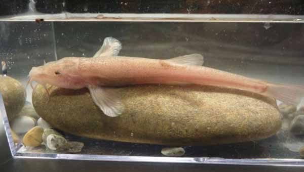 First cave fish discovered in Europe