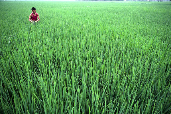 Bangladesh cuts interest rate ceiling on agro credit