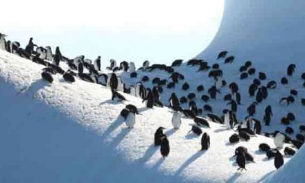 UK’s Antarctic islands need protection: Environmentalists