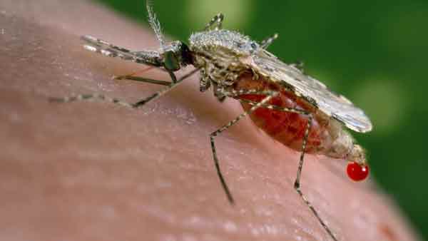 Alarm as ‘super malaria’ spreads in South East Asia