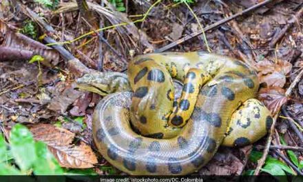 Cop catches huge anaconda with bare hands