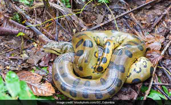 Cop catches huge anaconda with bare hands