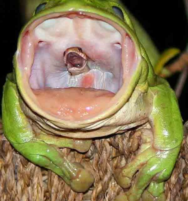 Picture of frog eating snake is startling