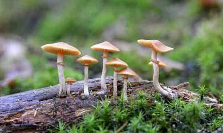 Mushrooms may ‘reset’ brains depressed patients