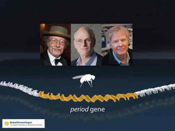 Hall, Rosbash, Young win Nobel Prize in Medicine
