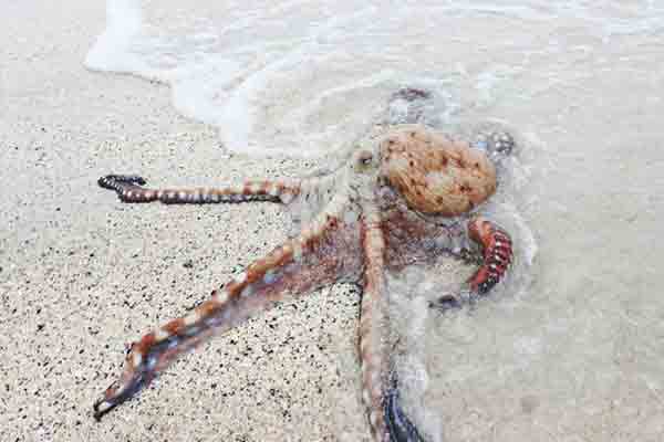 Octopuses crawl out of sea