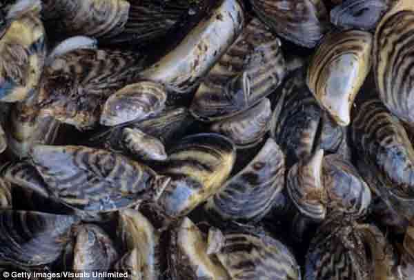 Oysters, mussels produce greenhouse gases!