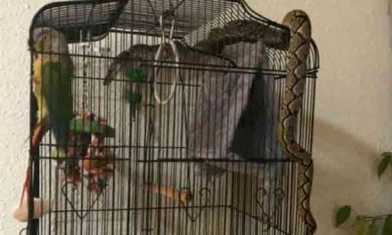 Man finds snake wrapped around bird cage