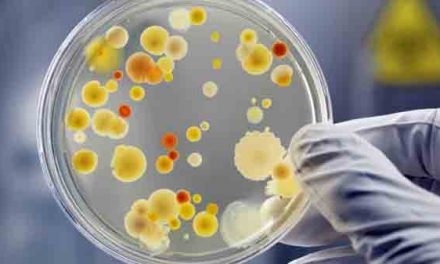 Gut bacteria ‘boost’ cancer therapy