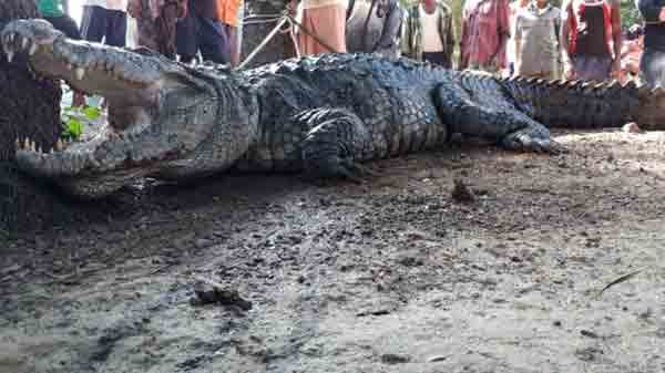India man wakes up and finds crocodile as guest