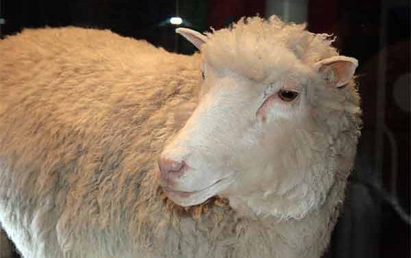 Dolly, the first animal cloned sheep, didn’t die early because she is a clone