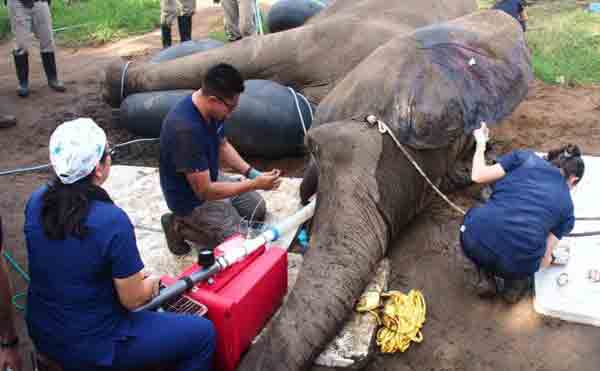Colombian elephant gets tusk-saving surgery