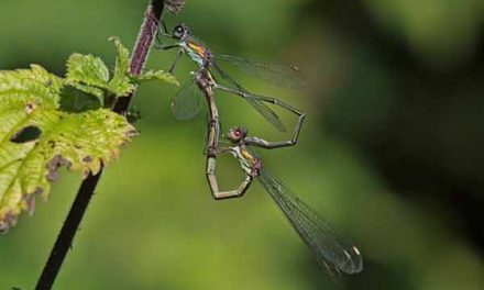 Migrant dragonflies spotted in the UK