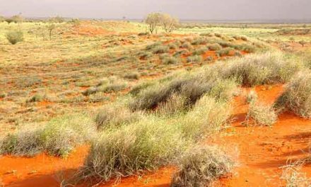 Magical ‘sparkling’ grass species discovered in Outback Australia