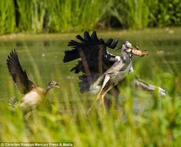 Terrified duckling is plucked from its nest into a heron’s beak