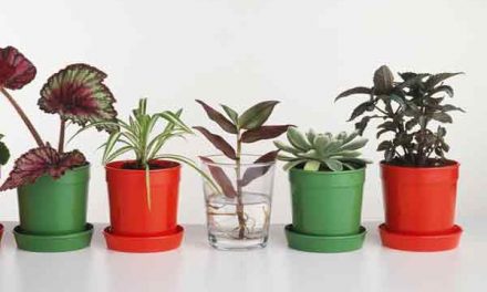 Just add water: how to take cuttings from houseplants