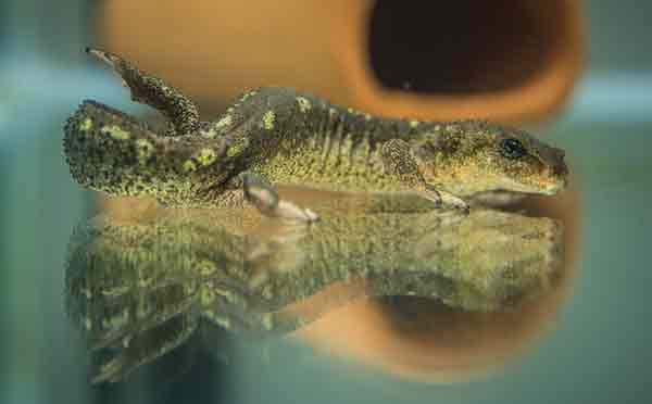 Chester Zoo successfully breeds rare Catalan newt