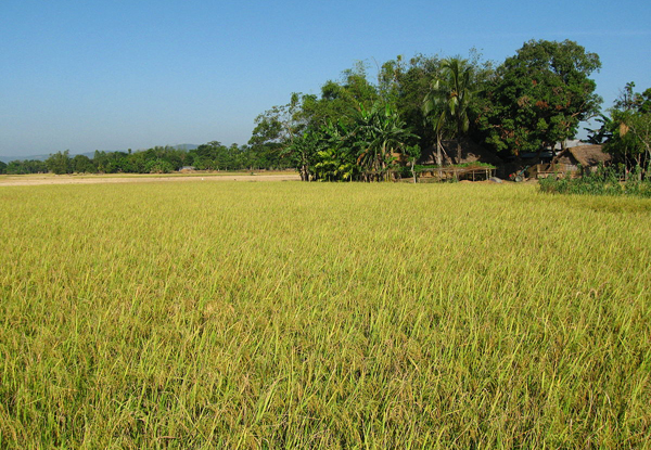 Bangladesh’s crop loans come under CIB reporting