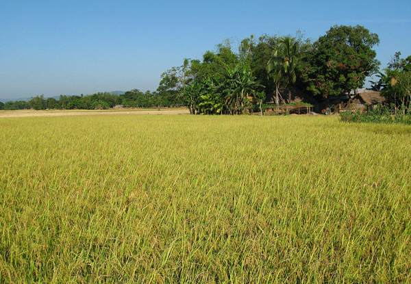 Farm credit disbursement falls by 5.75% in July-Aug