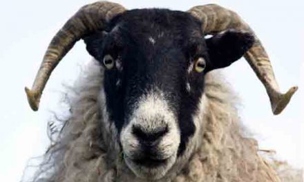 Sheep ‘can recognise human faces