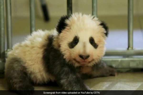 Giant Panda cub takes his first steps