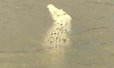 Mature white crocodile spotted in Australian river